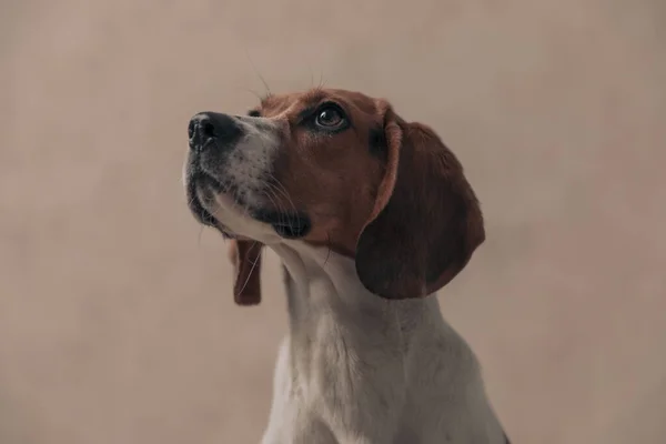 Πλαϊνή Όψη Ενός Μικρού Σκύλου Beagle Κοιτάζοντας Προς Πάνω Μια — Φωτογραφία Αρχείου