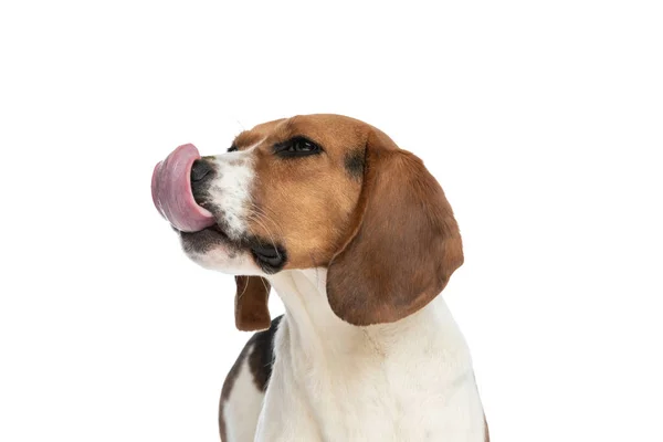 Side View Cute Beagle Dog Licking His Nose Standing White — Stockfoto