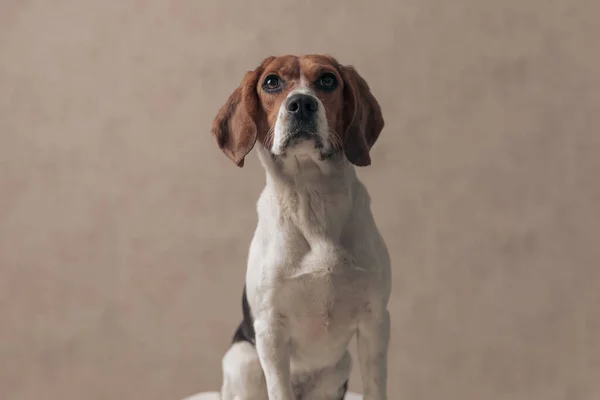 sweet beagle dog sitting against wallpaper and looking away with big shiny eyes