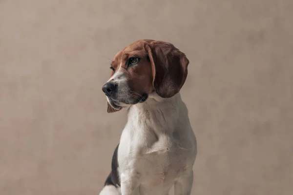 Adorable Beagle Dog Looking Side Being Dramatic Sitting Gray Wallpaper — Stock Photo, Image