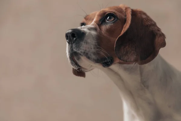 Side View Cute Beagle Dog Looking Big Shiny Eyes Sitting — Stock Photo, Image