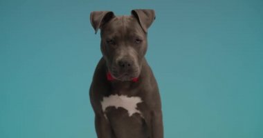 Şirin Amerikan Staffordshire Terrier köpeği kırmızı papyon takıyor ve mavi stüdyo arka planına karşı yürüyor.