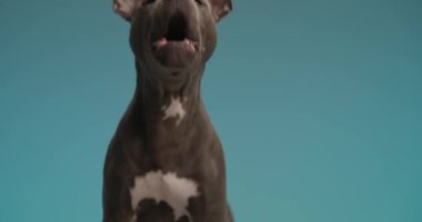 aggressive American Staffordshire Terrier dog is barking at the camera against blue studio background