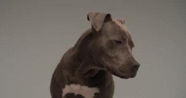 Sevimli Amerikan Staffordshire Terrier köpeği sağa sola bakıyor ve üstünde gri stüdyo arka planına karşı biraz gergin hissediyor.