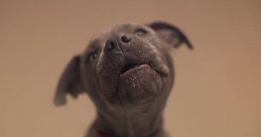 Şirin Amerikan Staffordshire Terrier köpeği turuncu stüdyo arka planında cam yalıyor.