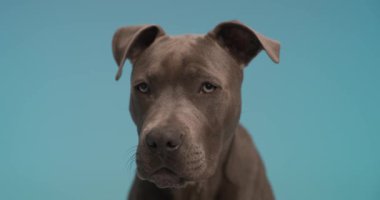Amerikan Staffordshire Terrier köpeği sıkılıyor ve mavi stüdyo arka planında oturuyor.
