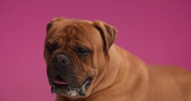 Stüdyoda pembe arka planda otururken ve nefes nefese kalırken dili açıkta duran sevimli boğa çobanı videosu.