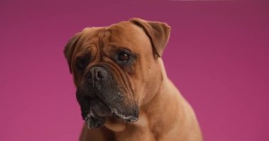 Dili dışarı fırlayan, burnu yalayan, yukarı bakan ve pembe arka planda yemek bekleyen aç, küçük mastiff köpek yavrusu.