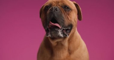 Kıymetli kahverengi mastiff köpek dilini dışarı çıkarıyor, yukarı ve etrafına bakıyor ve soluk soluğa stüdyoda pembe arka planda otururken