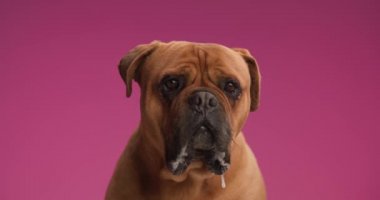Tatlı kahverengi mastiff köpek pembe arka planda oturuyor ve garip bir şekilde stüdyoda yukarı bakıyor.