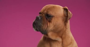 Pembe arka planda duran ve stüdyoda burnunu yalayan sevimli kahverengi boğa güreşi köpeğinin yan görüntüsü.