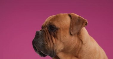 Proje videosu, sevimli mastiff köpeğinin burnu yaladığı, dili açıkta duran ve stüdyoda pembe arka plana bakan bir video.
