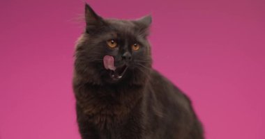 Dilini çıkarıp burnunu yalayan, Tai 'ı hareket ettiren, stüdyoda pembe arka planın önünde yan yana duran küçük tatlı bir et parçası.