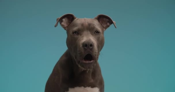 American Staffordshire Terrier Dog Being Disturbed Something Barking Blue Studio — Video Stock