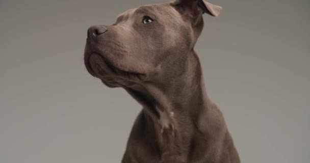 Poco American Staffordshire Terrier Perro Está Mirando Lado Luego Lamiendo — Vídeos de Stock