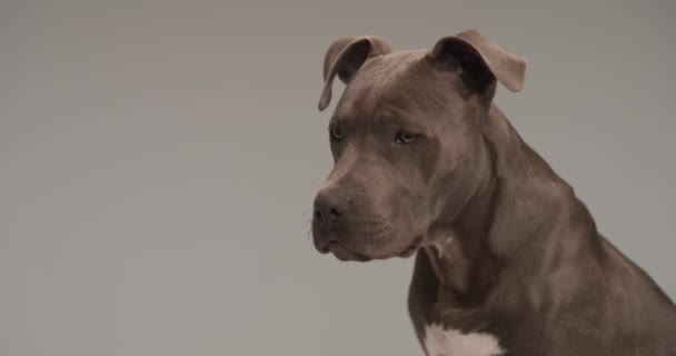 Cute American Staffordshire Terrier Dog Looking Away Being Focused Target — Video Stock
