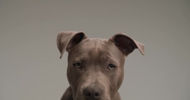 American Staffordshire Terrier Cão Está Sentindo Pouco Tímido Lambendo Boca — Vídeo de Stock