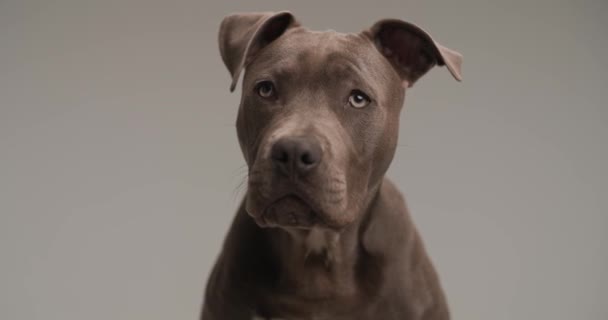 Sweet American Staffordshire Terrier Dog Licking His Mouth Looking Gray — 비디오