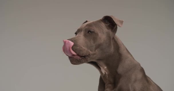 Vakker Amerikansk Staffordshire Terrier Hund Slikker Munnen Sin Mens Han – stockvideo