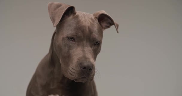 Amerykański Pies Staffordshire Terrier Spogląda Dół Dramatyzując Szarym Tle Studia — Wideo stockowe