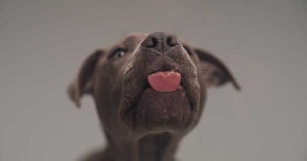 American Staffordshire Terrier Dog Licking Glass Front Him Gray Studio — 图库视频影像