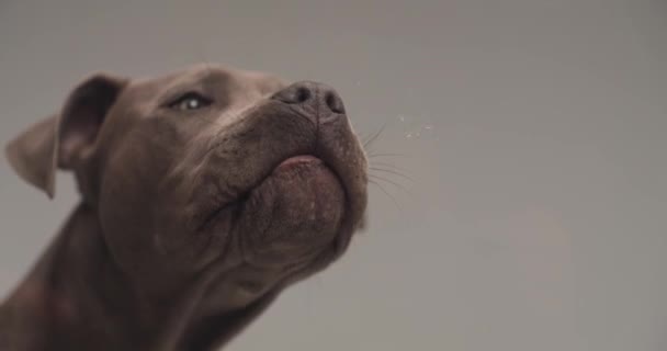Rozkošný Americký Stafordšírský Teriér Pes Otáčí Hlavu Stranu Olizuje Sklo — Stock video