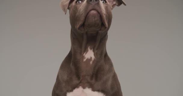 Lille Amerikanske Staffordshire Terrier Hund Ser Seg Rundt Ham Aner – stockvideo