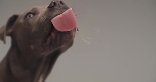 Boční Pohled Amerického Staffordshire Teriér Pes Lízání Skla Před Ním — Stock video