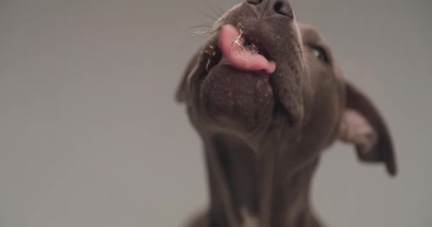 American Staffordshire Terrier Pies Liże Ekran Przed Nim Szarym Tle — Wideo stockowe