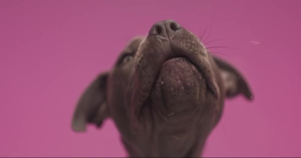American Staffordshire Terrier Dog Sitting Pink Background Licking Screen Front — 图库视频影像