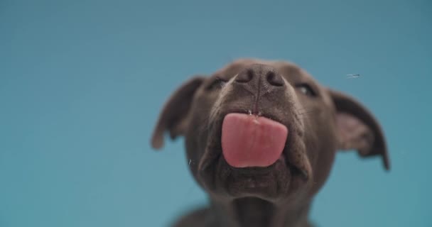 Sweet American Staffordshire Terrier Dog Licking Glass Front Him Blue — Stok video