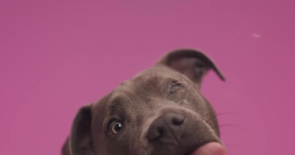 Beautiful American Staffordshire Terrier Dog Licking Glass Hiding Away Pink — Video Stock