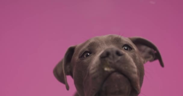 Schattig Amerikaans Staffordshire Terrier Hond Likken Een Scherm Tegen Roze — Stockvideo