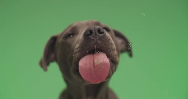 American Staffordshire Terrier Cão Está Sentado Contra Fundo Verde Lambendo — Vídeo de Stock