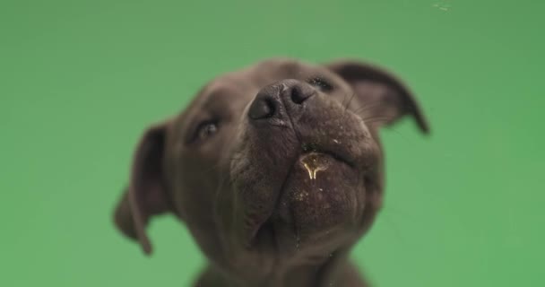 Adorável American Staffordshire Terrier Cão Está Lambendo Vidro Frente Dele — Vídeo de Stock