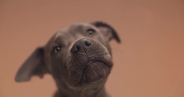 Adorable American Staffordshire Terrier Dog Sitting Orange Studio Background Licking — Stockvideo