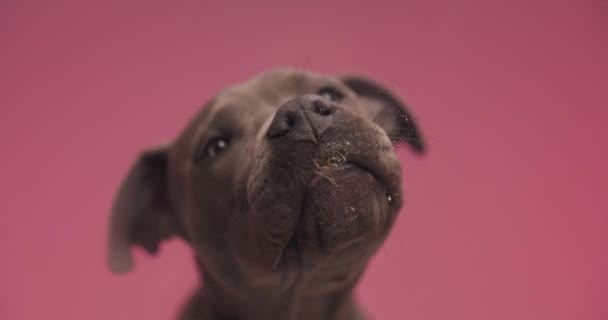 Zoete Amerikaanse Staffordshire Terrier Hond Kantelen Zijn Hoofd Likken Het — Stockvideo