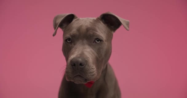 美国斯塔福德郡的小猎狗戴着红色的领带 在粉红的摄影棚背景下舔着嘴 — 图库视频影像