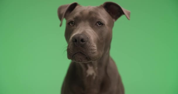 American Staffordshire Teriér Pes Olizuje Ústa Rozhlíží Zeleném Pozadí Studia — Stock video