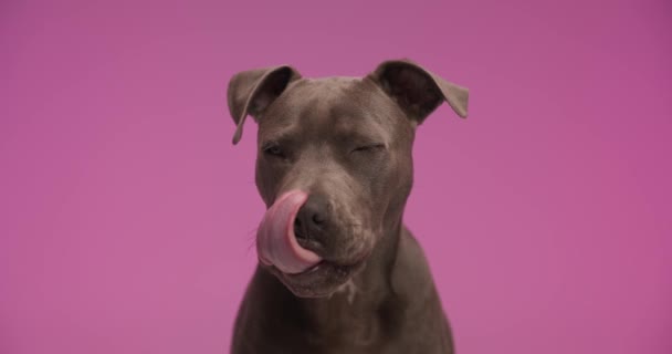 Sweet American Staffordshire Terrier Dog Licking His Mouth Bowing His — Stockvideo