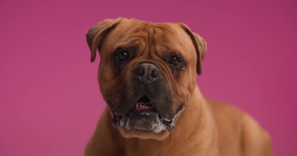 Красива Коричнева Мастифікована Собака Язиком Відкриває Труси Дивиться Перед Рожевим — стокове відео