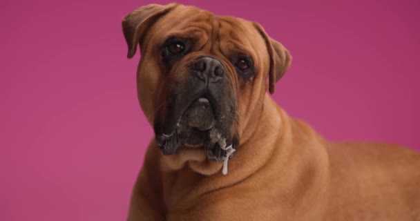 Adorabile Bullmastiff Cane Guardando Alto Sporgendo Lingua Ansimando Mentre Piedi — Video Stock