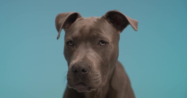 Americký Staffordshire Teriér Pes Cítí Znuděný Sedí Modrém Pozadí Studia — Stock video