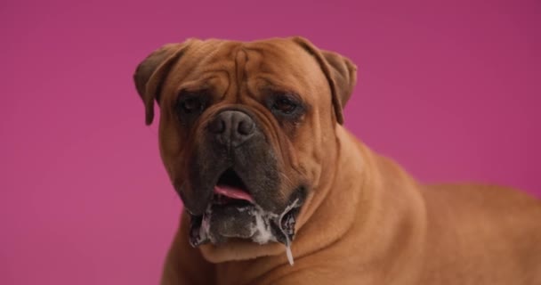 Sweet Brown Bullmastiff Dog Panting Sticking Out Tongue Laying Being — Video