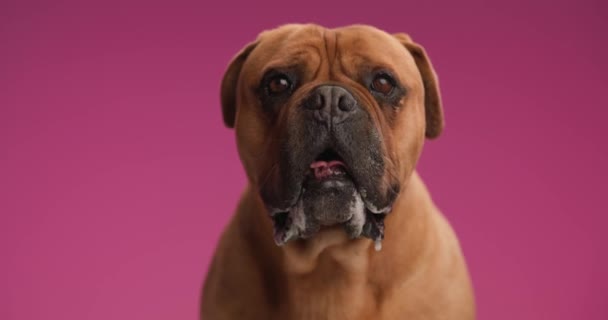 Проектне Відео Красивої Коричневої Бульмастифської Собаки Стирчить Язика Панчохи Дивлячись — стокове відео