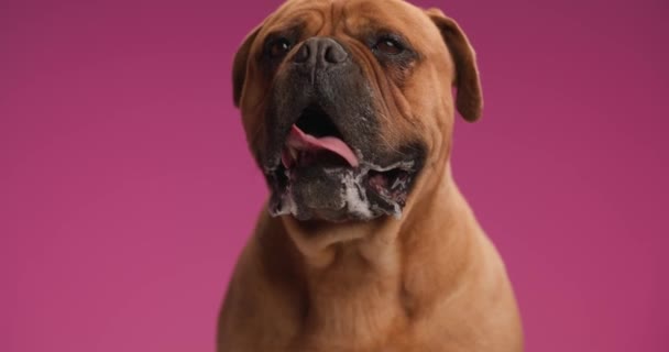 Drahocenný Hnědý Mastif Pes Vyčnívající Jazyk Rozhlížející Nahoru Kolem Oddychující — Stock video