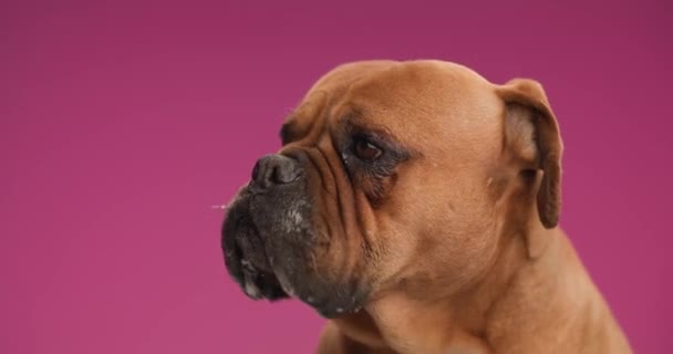 Schattig Mastiff Hond Likken Neus Honger Terwijl Zitten Voorkant Van — Stockvideo