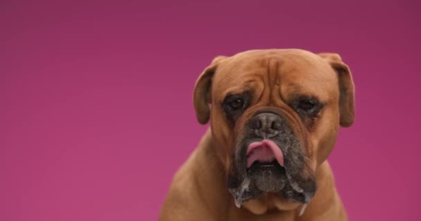 Affamato Bullmastiff Cucciolo Sporgente Lingua Leccare Naso Mentre Mangia Guardando — Video Stock