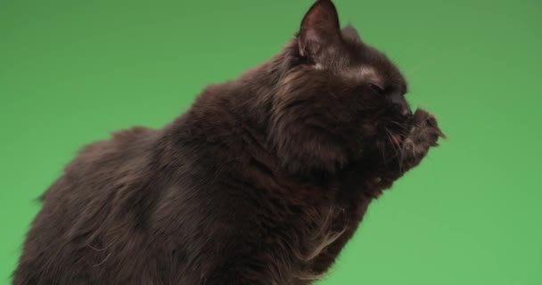 Солодкий Маленький Кіт Метиси Перед Зеленим Тлом Сидить Позі Збоку — стокове відео