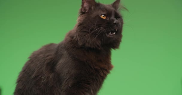 Красива Чорна Кошеня Сидячи Позі Збоку Стирчить Язиком Облизує Ніс — стокове відео